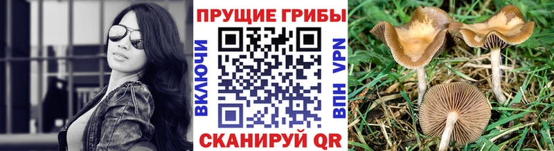 Галлюциногенные грибы MAGIC MUSHROOMS купить закладку Людиново